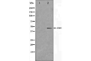 Western blot analysis on LOVO cell lysate using COPS3 Antibody.