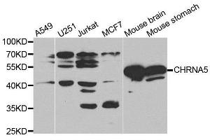 Western Blotting (WB) image for anti-Cholinergic Receptor, Nicotinic, alpha 5 (Neuronal) (CHRNA5) (AA 23-240) antibody (ABIN3022469) (CHRNA5 anticorps  (AA 23-240))