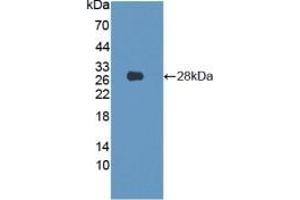 Detection of Recombinant LMNB1, Human using Polyclonal Antibody to Lamin B1 (LMNB1) (Lamin B1 anticorps  (AA 52-233))