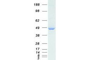 Dynactin 2 (p50) (DCTN2) protein (Myc-DYKDDDDK Tag)