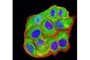 Immunofluorescence analysis of Hela cells using BCL2L10 mouse mAb (green). (BCL2L10 anticorps  (AA 31-186))