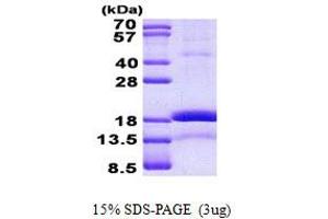 Chromatin Accessibility Complex 1 (CHRAC1) protein (His tag)