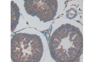 IHC-P analysis of Rat Tissue, with DAB staining. (GPX5 anticorps  (AA 22-221))