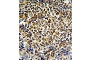 Immunohistochemistry (IHC) image for anti-Killer Cell Immunoglobulin-Like Receptor, Two Domains, Long Cytoplasmic Tail, 5B (KIR2DL5B) antibody (ABIN3003959) (KIR2DL5B anticorps)
