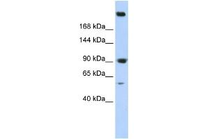 WB Suggested Anti-SPTAN1 Antibody Titration: 0. (SPTAN1 anticorps  (N-Term))