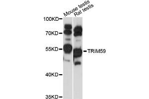 Western blot analysis of extracts of various cell lines, using TRIM59 antibody (ABIN6293638) at 1:1000 dilution.