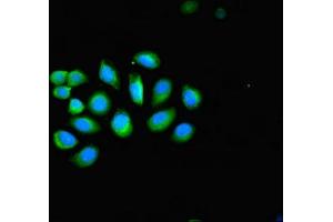 Immunofluorescent analysis of A549 cells using ABIN7157424 at dilution of 1:100 and Alexa Fluor 488-congugated AffiniPure Goat Anti-Rabbit IgG(H+L)