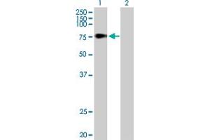 Western Blot analysis of TDP1 expression in transfected 293T cell line by TDP1 MaxPab polyclonal antibody. (TDP1 anticorps  (AA 1-608))