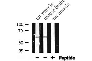 Western blot analysis of NCF2 expression in various lysates (NCF2 anticorps  (N-Term))