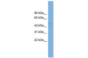 C10orf30 antibody used at 1 ug/ml to detect target protein.