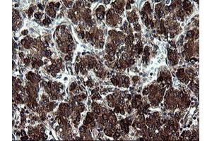 Image no. 1 for anti-Armadillo Repeat Containing 1 (ARMC1) antibody (ABIN1496724) (ARMC1 anticorps)