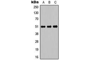 Western blot analysis of POTEA expression in HEK293T (A), Raw264. (POTEA anticorps  (C-Term))