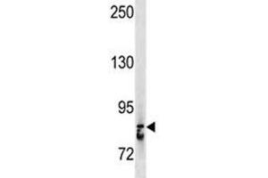 STAT3 antibody western blot analysis in A375 lysate.