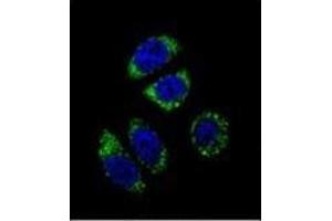 Confocal immunofluorescent analysis of Endothelin-1 Antibody (C-term) Cat.