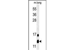 LYRM2 Antibody (N-term) (ABIN651574 and ABIN2840309) western blot analysis in mouse lung tissue lysates (35 μg/lane). (LYRM2 anticorps  (N-Term))
