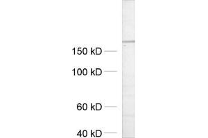 dilution: 1 : 500, sample: crude synaptosomal fraction of rat brain (P2) (UNC13A/Munc13-1 anticorps  (AA 3-317))
