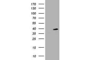 Image no. 1 for anti-Proliferating Cell Nuclear Antigen (PCNA) antibody (ABIN1500061) (PCNA anticorps)