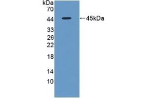 Detection of Recombinant FMOD, Rat using Polyclonal Antibody to Fibromodulin (FMOD) (Fibromodulin anticorps  (AA 19-376))