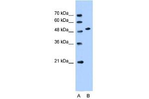 SLC30A1 antibody used at 0. (SLC30A1 anticorps)