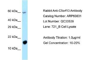 Western Blotting (WB) image for anti-Chromosome 5 Open Reading Frame 13 (C5orf13) (N-Term) antibody (ABIN2774298)