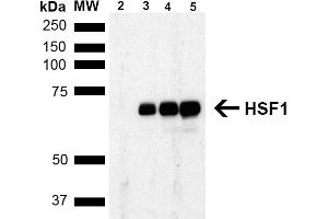 Western Blot analysis of Human Breast adenocarcinoma cell line (MCF7) showing detection of ~65 kDa HSF1 protein using Rat Anti-HSF1 Monoclonal Antibody, Clone 4B4 (ABIN1741570). (HSF1 anticorps  (AA 425-439) (HRP))