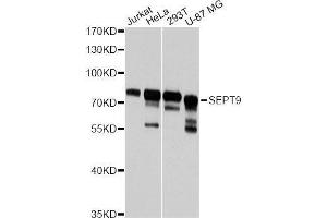 Western blot analysis of extracts of various cell lines, using SEPT9 antibody (ABIN5996148) at 1:3000 dilution. (Septin 9 anticorps)