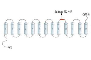 Representative domain view of the target of ABIN7043709.