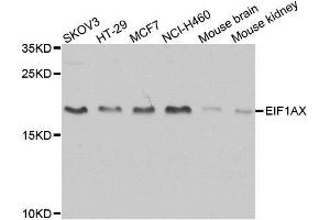 Western blot analysis of extracts of various cell lines, using EIF1AX antibody. (EIF1AX anticorps  (AA 10-144))