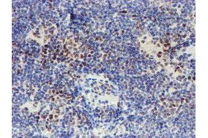 Image no. 9 for anti-WW Domain Containing Transcription Regulator 1 (WWTR1) antibody (ABIN1501763) (WWTR1 anticorps)