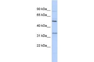 WB Suggested Anti-PRSS35 Antibody Titration: 0. (PRSS35 anticorps  (N-Term))