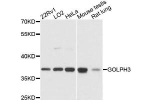 Western blot analysis of extracts of various cell lines, using GOLPH3 antibody. (GOLPH3 anticorps)