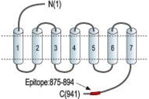 Representative domain view of the target of ABIN7885020.