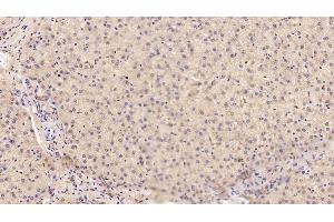 Detection of MANF in Human Liver Tissue using Monoclonal Antibody to Mesencephalic Astrocyte Derived Neurotrophic Factor (MANF)