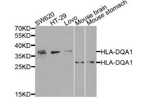 Western blot analysis of extracts of various cell lines, using HLA-DQA1 antibody. (HLA-DQA1 anticorps  (AA 24-216))