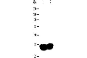 Western Blotting (WB) image for anti-Tropomyosin 1 (Alpha) (TPM1) antibody (ABIN2422303) (Tropomyosin anticorps)