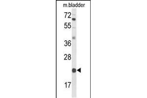 Western blot analysis of DGCR6 Antibody (Center) (ABIN653560 and ABIN2842939) in mouse bladder tissue lysates (35 μg/lane). (DGCR6 anticorps  (AA 103-129))