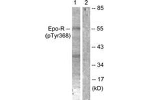 Western blot analysis of extracts from K562 cells, using Epo-R (Phospho-Tyr368) Antibody. (EPOR anticorps  (pTyr368))