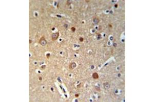 Immunohistochemistry analysis in formalin fixed and paraffin embedded brain tissue reacted with HSPA12A Antibody (Center) Cat. (HSPA12A anticorps  (Middle Region))