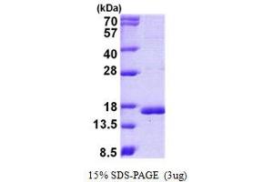 Cystatin C (CST3) (AA 27-146) (Active) protein (His tag)