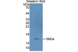 Western blot analysis of recombinant Human PKIg. (PKIG anticorps  (AA 1-76))