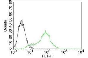 Flow Cytometric Analysis of human Ku (p70/p80) on 293T cells. (XRCC6/XRCC5 anticorps)