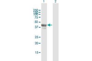 Western Blot analysis of TCF19 expression in transfected 293T cell line by TCF19 MaxPab polyclonal antibody. (TCF19 anticorps  (AA 1-345))