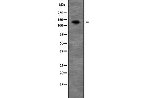 Western blot analysis of PEX1 expression in Mouse liver lysate,The lane on the left is treated with the antigen-specific peptide. (PEX1 anticorps  (N-Term))