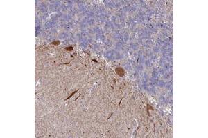 Immunohistochemical staining of human cerebellum with WDR76 polyclonal antibody  shows strong cytoplasmic positivity in purkinje cells at 1:50-1:200 dilution. (WDR76 anticorps)