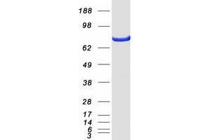 Validation with Western Blot
