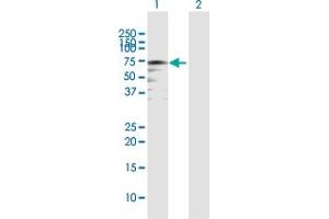 Western Blot analysis of RELB expression in transfected 293T cell line by RELB MaxPab polyclonal antibody.