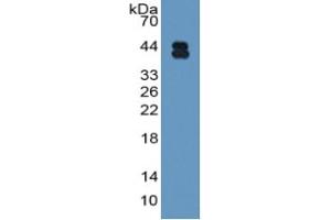 Rabbit Capture antibody from the kit in WB with Positive Control: Sample Rat Serum. (AMBP Kit ELISA)