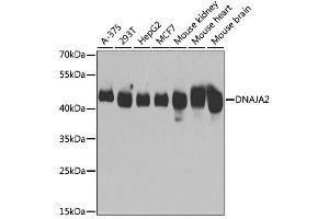 Western blot analysis of extracts of various cell lines, using DNAJA2 antibody.