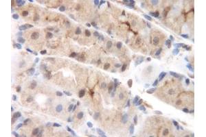 Image no. 2 for anti-Chemokine (C-C Motif) Ligand 8 (CCL8) antibody (ABIN465585) (CCL8 anticorps)