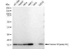 Western blotting analysis using Histone H3 (acetyl K4) antibody (ABIN7798952).